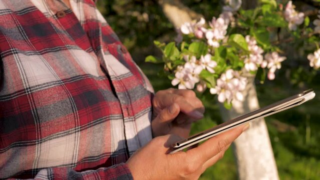 Farmer gardener stands by blossom tree in apple orchard farm using digital tablet. Close up agronomist businesswoman hands uses modern technologies to check crops and transmit information