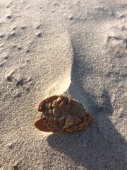 shell on the beach