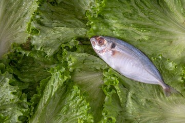 Fresh Raw Fish on Crisp Lettuce Leaf Close-Up in 4K Resolution
