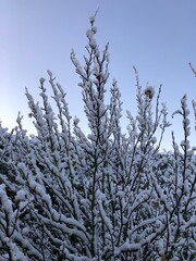 snow covered branches