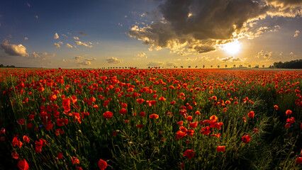 Mohnblumen Feld vor Sonnenuntergang