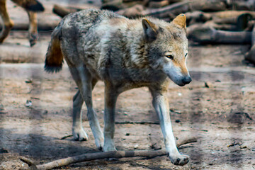 A beautiful little wolf cub runs around the zoo
