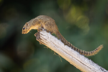Naklejka na ściany i meble Gambian sun squirrel perched on a tree branch