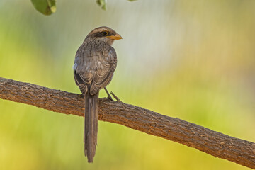 Yellow-billed Shrike perched on a branch