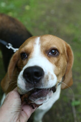 beagle dog closeup portrait with stick on green grass background
