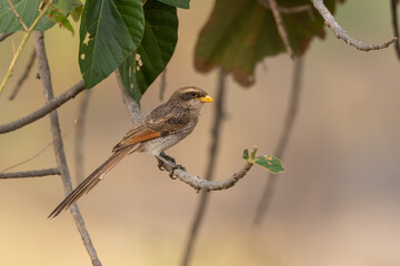 Yellow-billed Shrike perched on a branch