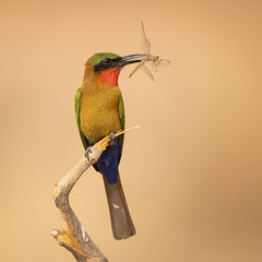 Red-throated bee-eater perched on a branch