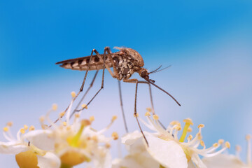 A mosquito is resting on a plant against a blue sky background. 