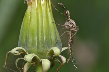 A mosquito is resting on a plant against the background of other plants.