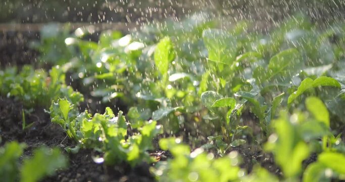 Water the garden plants, salads and greens in the garden with drops of water. Young leaves of spinach and arugula.