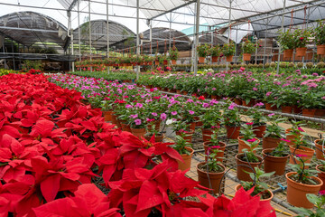 Flower nursery with poinsettia and other houseplants