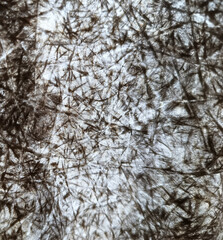 A close up of a pattern of black and white leaves.