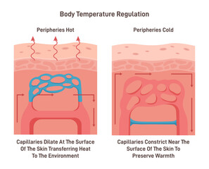 Obraz premium Body temperature regulation process. Control of human skin temperature