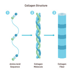 Collagen structure. Amino acid sequence chain form three polypeptides