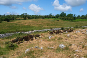 Obraz premium Primitive sheep in cheddar gorge somerset England uk 