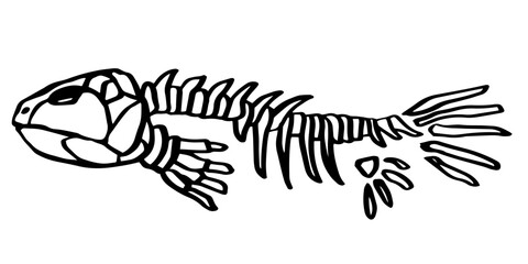 Fish skeleton. Hand drawn black line art vector illustration. Lobe-finned fish. Doodle simple skull skeleton for archaeological, paleontological, alchemy poster, book, game, web designs.