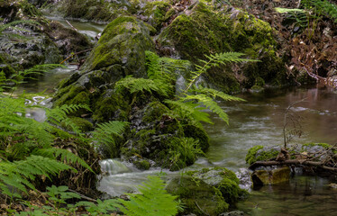 A small forest stream and stone with moss and fern.