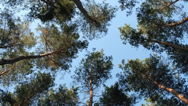 Pine Forest. Tall pines trees grow in the forest, look up through the trees at the gray sky, outdoors, Circular camera motion, view up, rotation, vertical video, moving