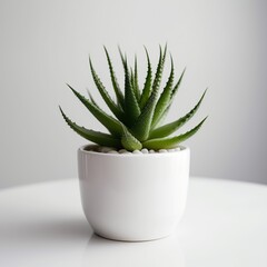 Serenity in Miniature: Minimalistic Succulent Plant in a White Bowl. Generative AI
