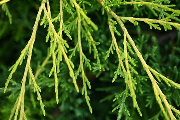 background green juniper branches texture ripe blue berries close-up gradient turquoise color fragrant spice in nature	
