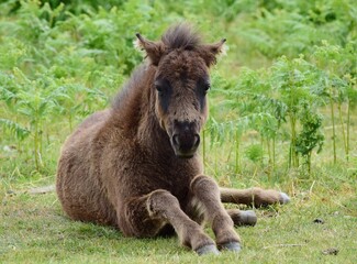 A young foal of a Dartmoor pony sitting on the grass. 