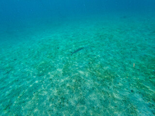 Obraz premium A barracuda fish swimming among the rock and coral reef in Blue Heron Bridge in Riviera Beach, Florida.