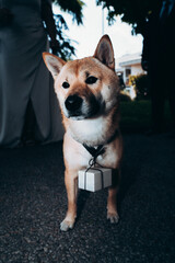 Chien race shiba avec un collier cadeau pour un mariage
