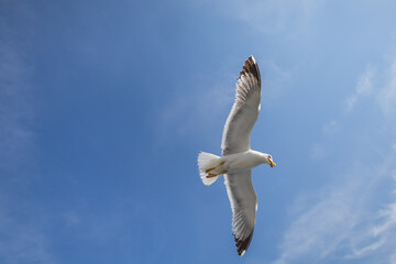 Seagull - Larus marinus flies through the air with outstretched wings. Blue sky. The harbor in the background.