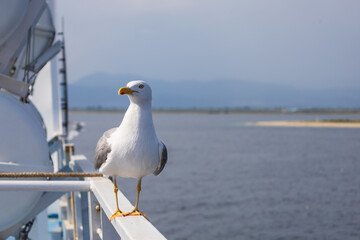 Seagull - Larus marinus flies through the air with outstretched wings. Blue sky. The harbor in the background.