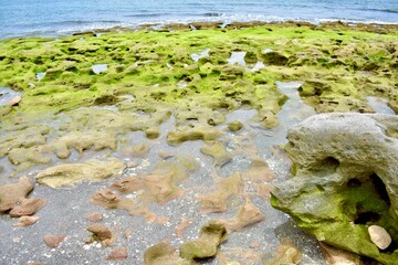 Blowing rocks beach with green algae over rocks