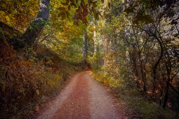 Obraz premium road in autumn forest