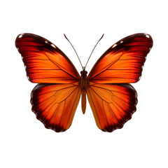 Fototapeta na wymiar butterfly isolated on white transparent background 