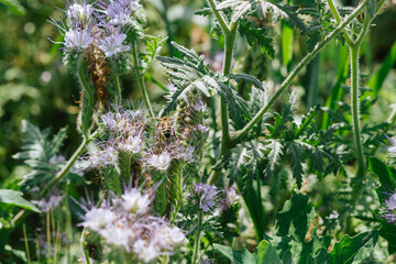 beekeeping.bee on flower.field for pollination by bees.flowers for bees.field with purple flowers.nature summer.sunshine.smelling flowers.collecting pollen.honey production.organic.wallpaper
