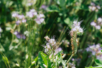 beekeeping.bee on flower.field for pollination by bees.flowers for bees.field with purple flowers.nature summer.sunshine.smelling flowers.collecting pollen.honey production.organic.wallpaper
