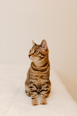 Young tabby kitten in front of a white wall.