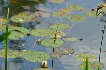 Obraz na płótnie Canvas Libelle auf Schilf an einem Teich