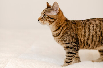 A young tabby kitten doing some cute poses in front of a white wall.