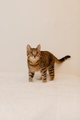 A young tabby kitten doing some cute poses in front of a white wall.
