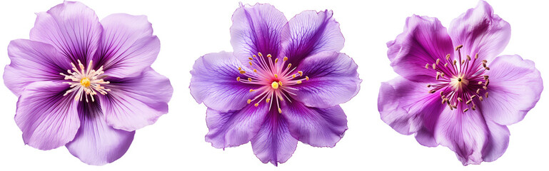 Violet flower blossom collection isolated on white background as transparent PNG, generative AI