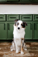 Young Border Aussie sitting in the kitchen with green cabinet.