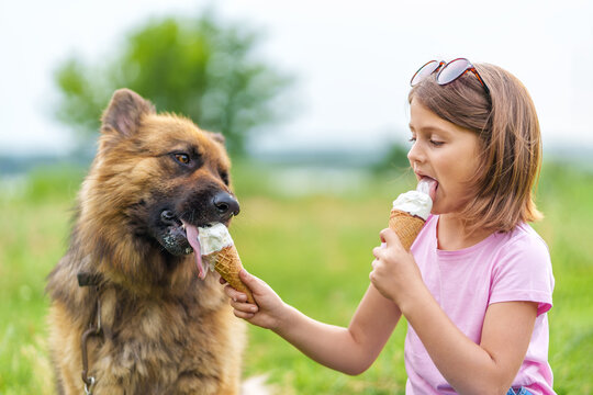 Cute little girl eating ice cream and feeding it to her shepherd dog sitting on the grass in the park in summer close up. High quality photo, blurred background.