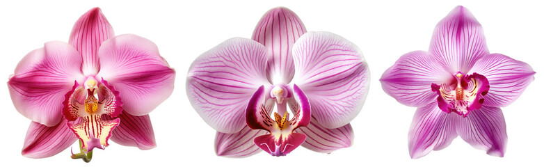 Pink orchid blossom collection, flower bundle isolated on white background as transparent PNG, generative AI