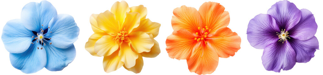 Fototapeta na wymiar Colourful flower blossom collection, four colour bundle (blue, yellow, orange, violet) isolated on white background as transparent PNG, generative AI