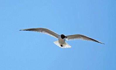 Black Headed Gull with Summer plumage in flight against blue sky.