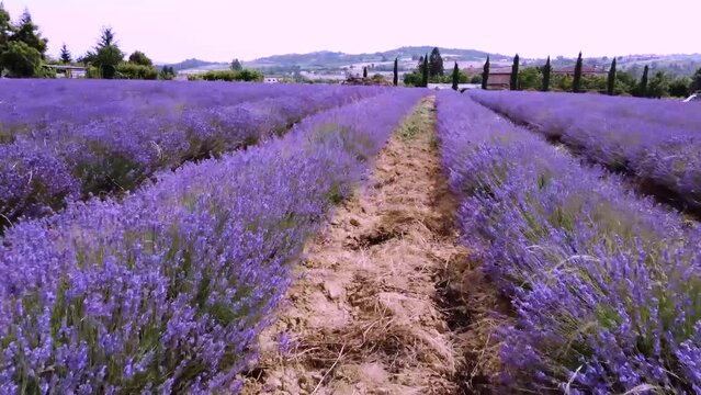 Lavender field in Viguzzolo - Alessandria - Italy