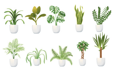 Collection of exotic plants in white ceramic white pots houseplants vector illustration isolated on white background