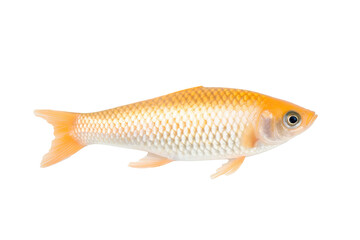 Sunstone Surge fish. Transparent background. generative AI