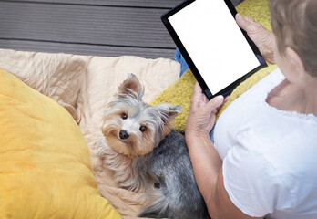 Senior elderly woman using tablet with copy space area for advertising text message. Mature female, pensioner (over age of 50) with computer and Yorkshire terrier dog. Selective focus. Mockup screen.