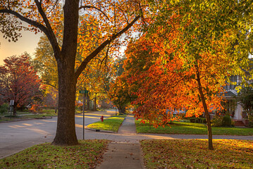 Fototapeta premium Commercial Street at Sunset. Trees in prime foliage glowing in golden sunlight cover a sidewalk along Commercial Street in Charleston Missouri.