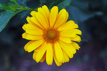 yellow rough sunflower flower in full bloom on a full frame against a dark background